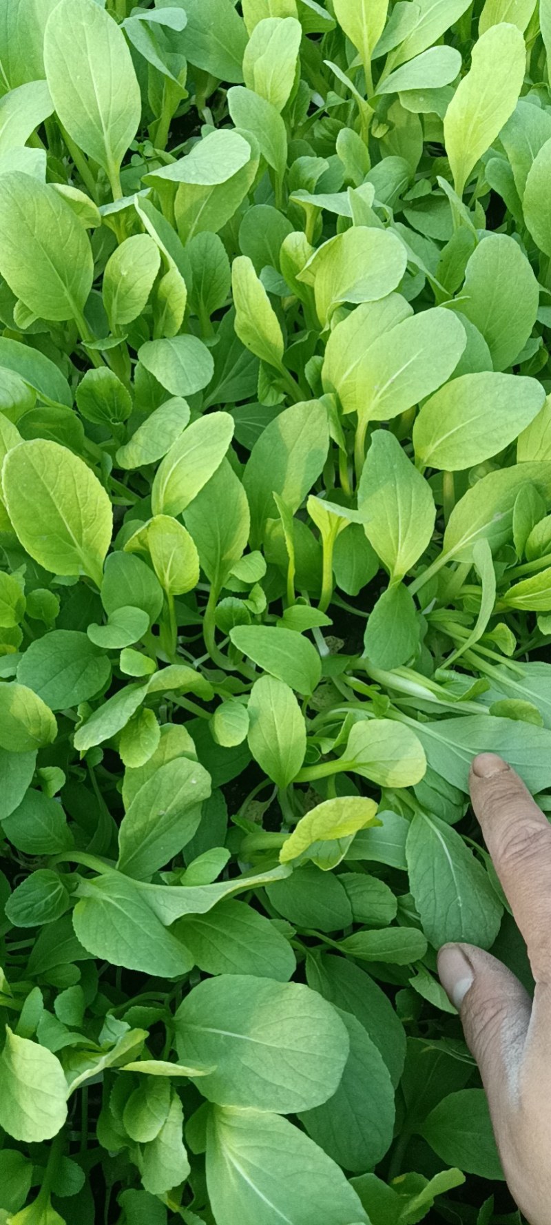 精品鸡毛菜，价格美丽，量大从优。