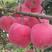 1米红富士苹果苗80公分红肉苹果树苗嫁接果树苗
