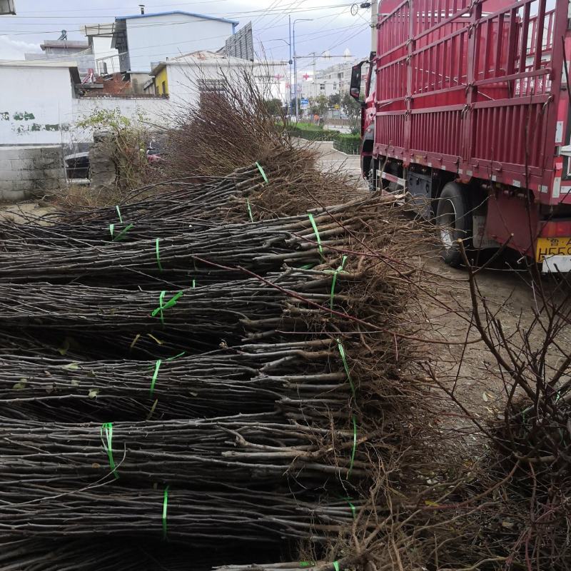 1公分1.5公分2公分红富士苹果苗占地果树苗