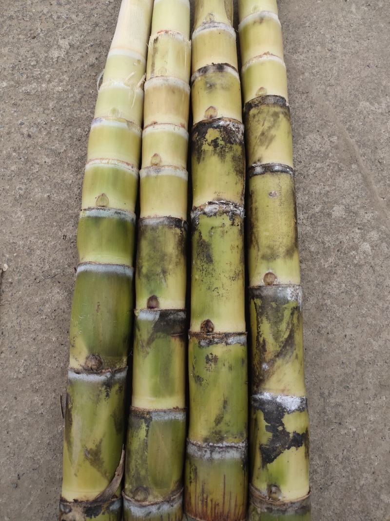 【产地降价】预售甘蔗种包种植技术广西黑皮甘蔗种苗