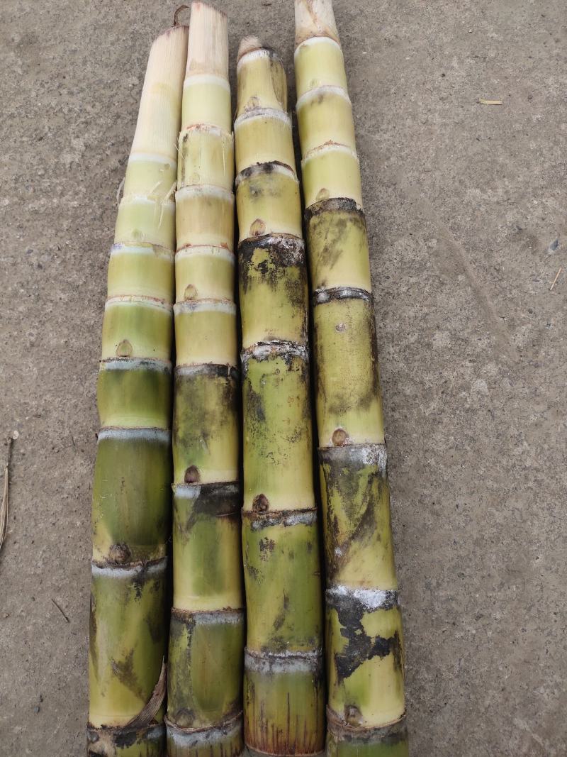 【产地降价】预售甘蔗种包种植技术广西黑皮甘蔗种苗