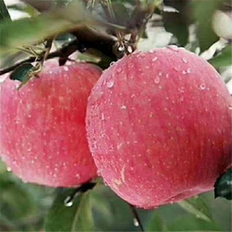 1米红富士苹果苗80公分红肉苹果树苗嫁接果树苗