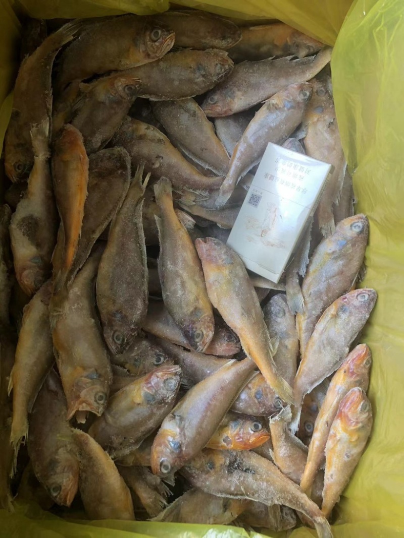 单冻小黄花鱼，少冰衣，价格不高
