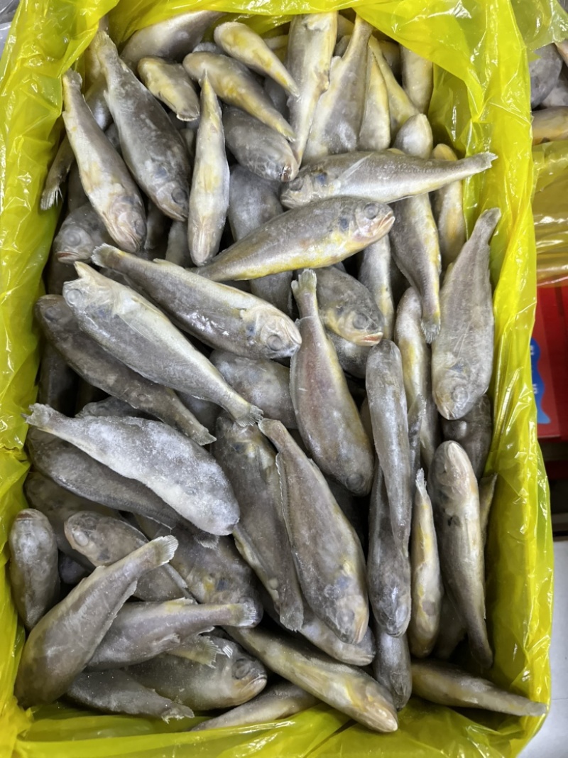 单冻小黄花鱼，少冰衣，价格不高