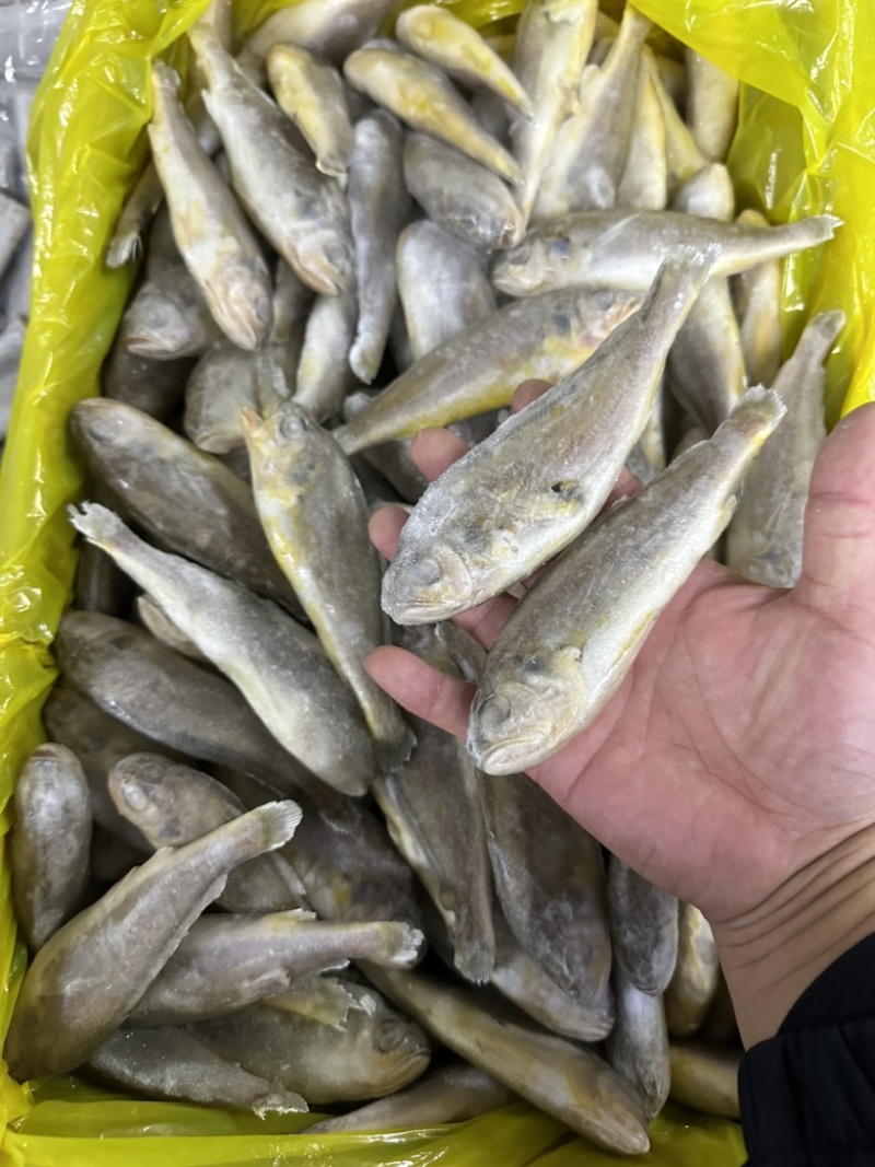 单冻小黄花鱼，少冰衣，价格不高