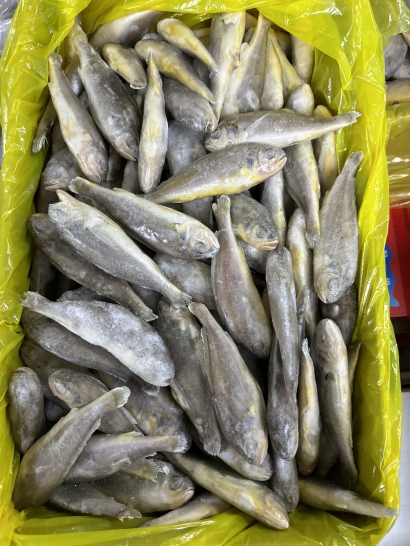 单冻小黄花鱼，少冰衣，价格不高