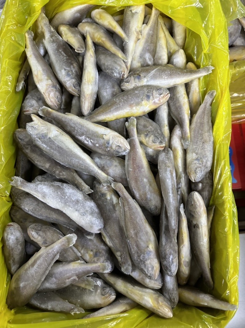 单冻小黄花鱼，少冰衣，价格不高
