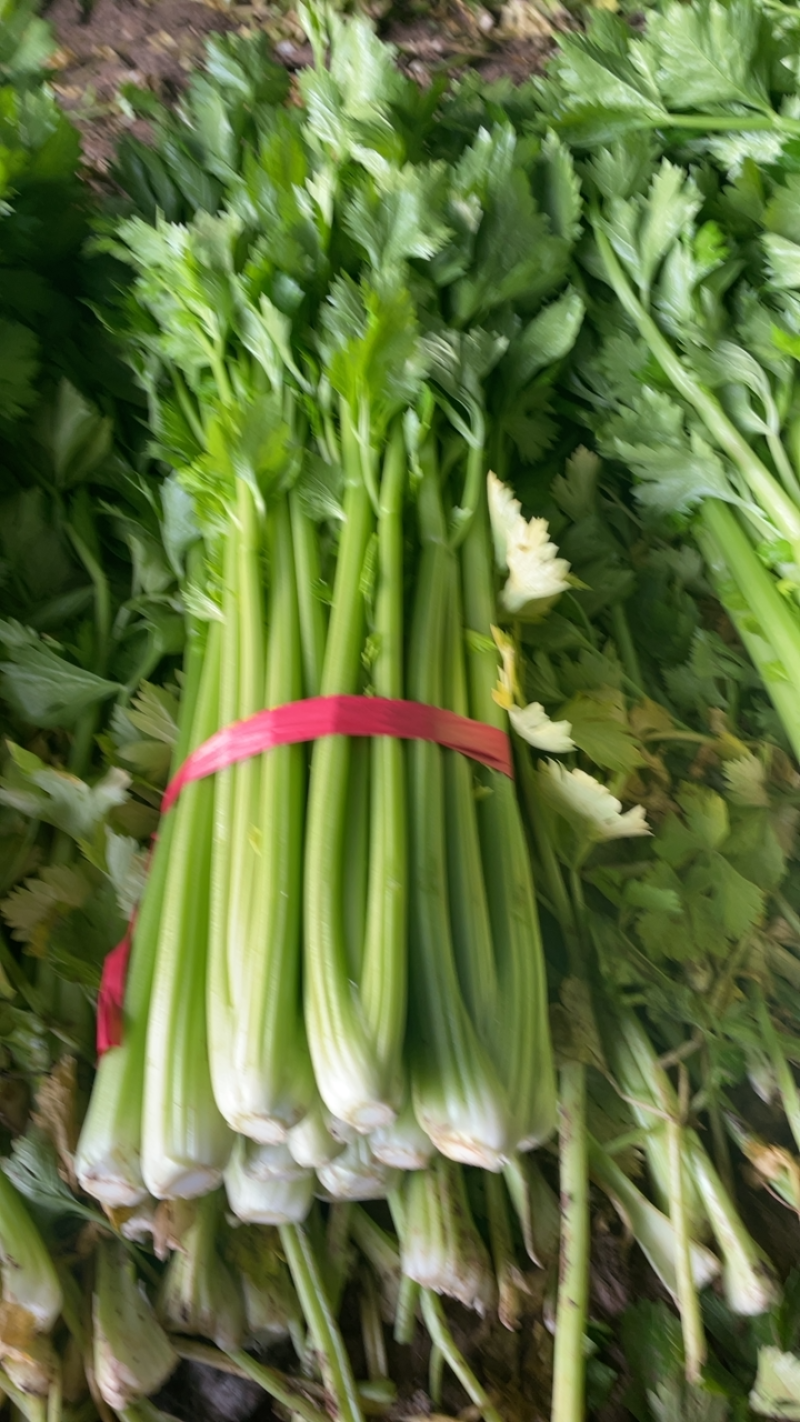 法国皇后温室大棚西芹，翠绿无丝，货量充足