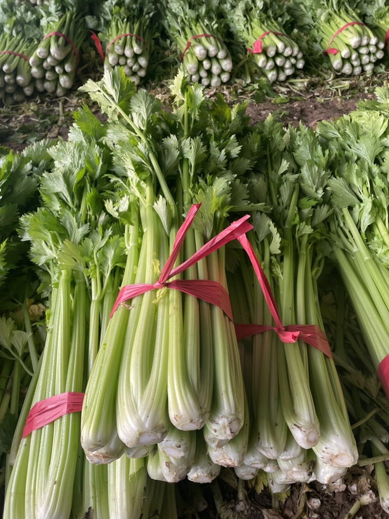 法国皇后温室大棚西芹，翠绿无丝，货量充足