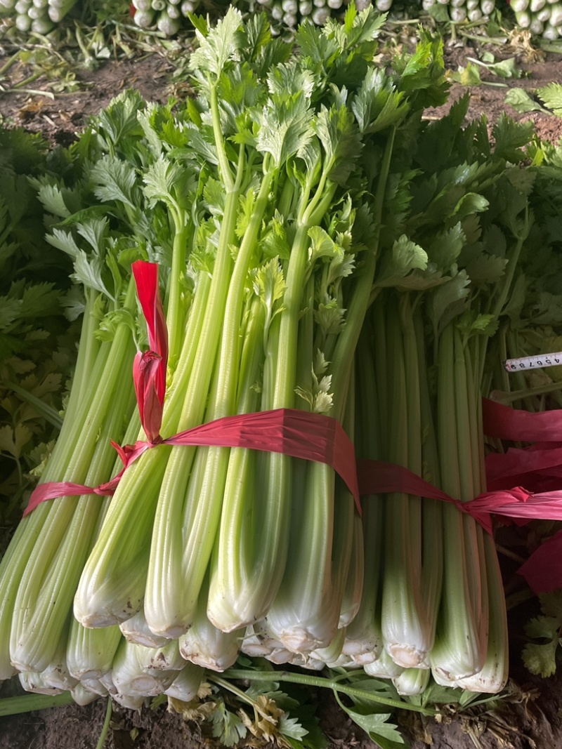 法国皇后温室大棚西芹，翠绿无丝，货量充足