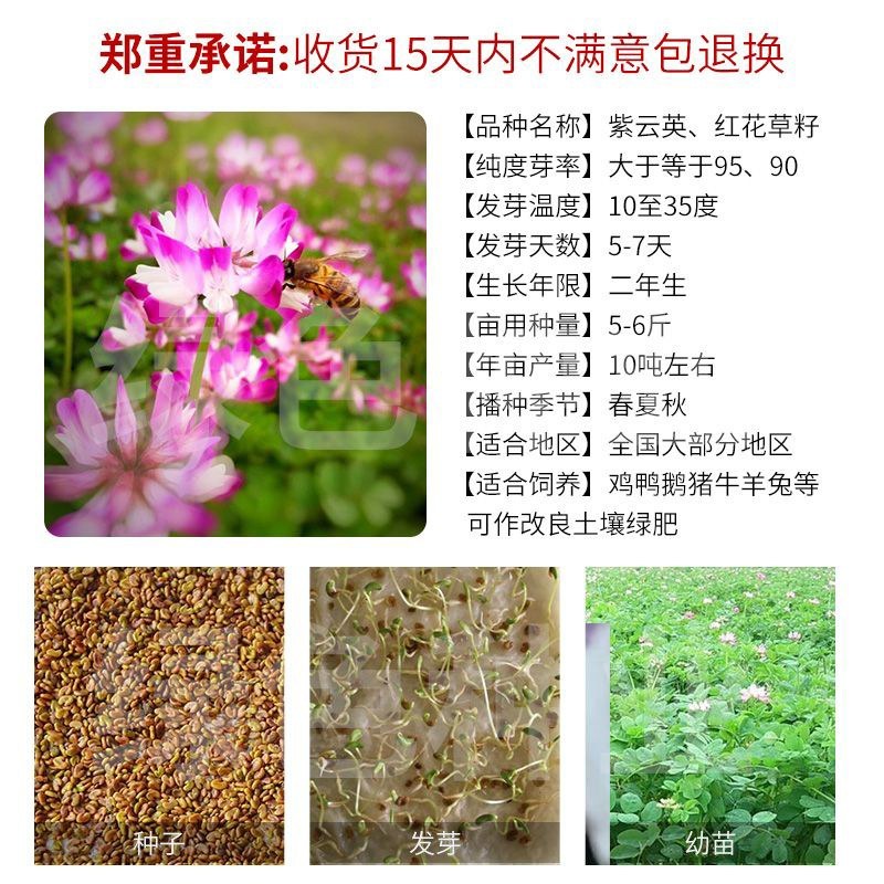 紫云英种子绿肥红花草籽翘摇畜禽牧草景观芽苗野菜养蜂蜜源