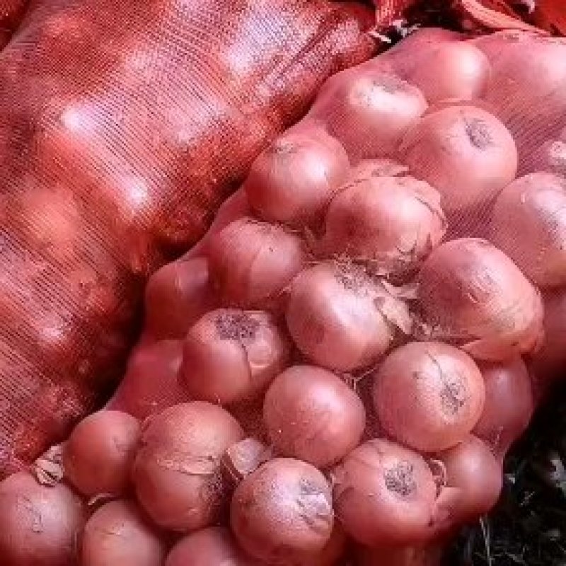 精品黄色洋葱大量供应视频看货品质保证量大从优
