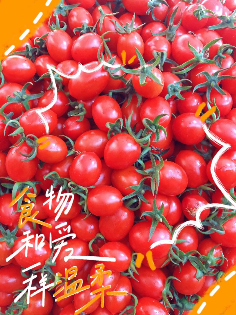 批发商超平度釜山88圣女果电商一件代发，玲珑小番茄