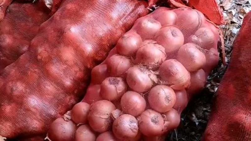 精品黄色洋葱大量供应视频看货品质保证量大从优