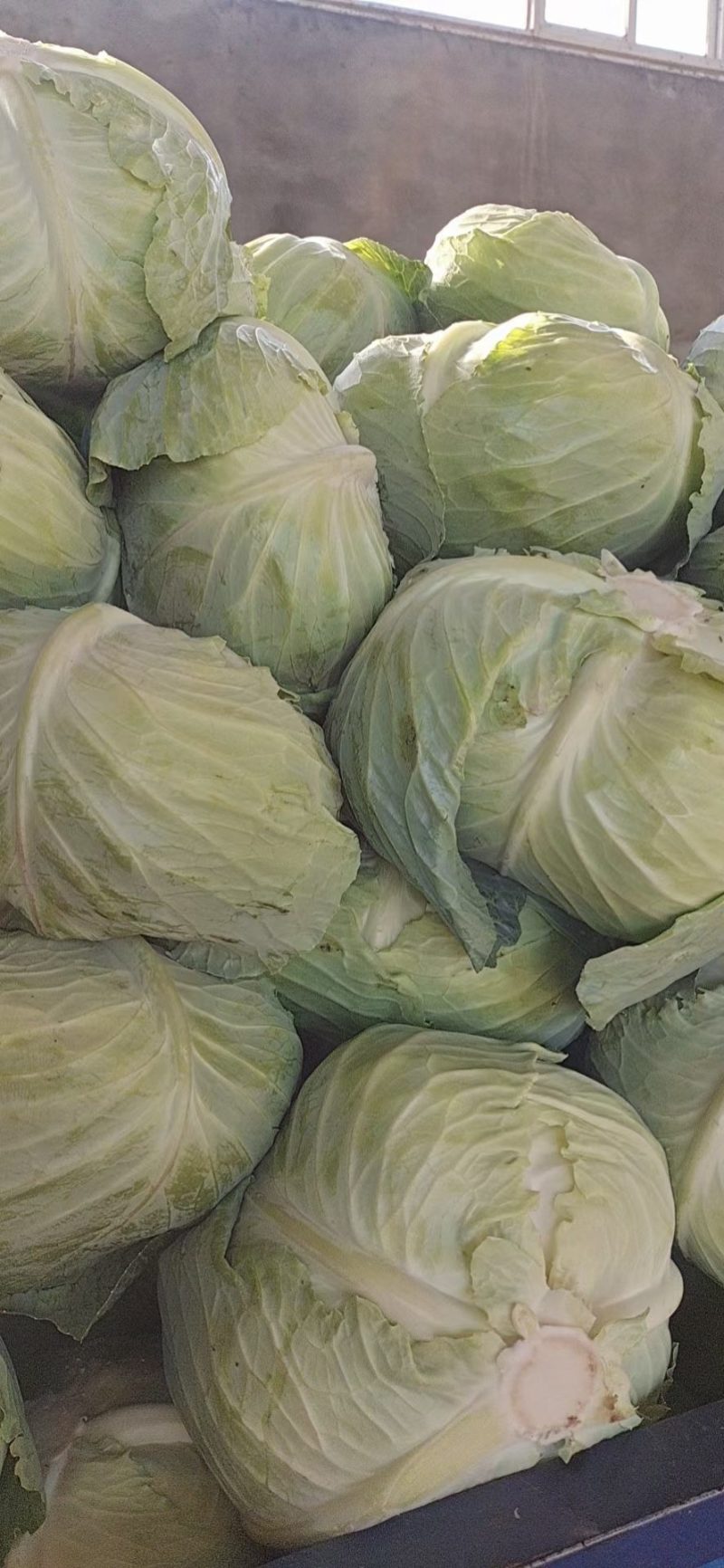 湖北当阳京丰一号，奥奇娜，铁头。货量大，质量好。