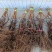 夏黑嫁接阳光玫瑰纯度质量保证产地直发全部自繁自育