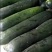 精品黑皮冬瓜-基地直供-货源充足-保证质量。