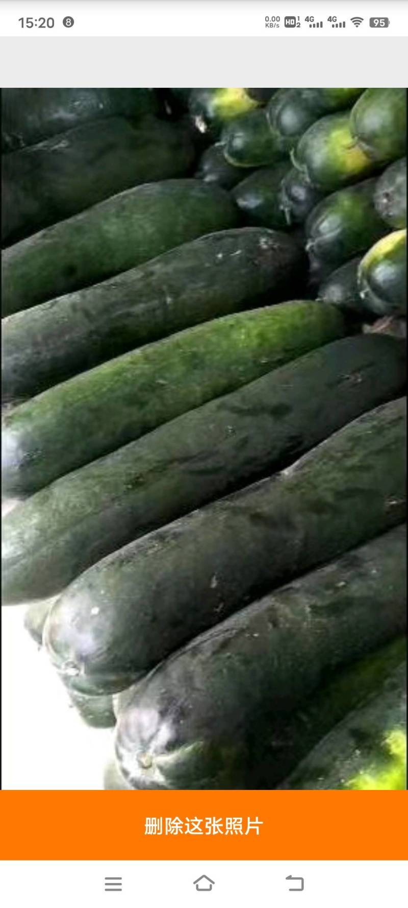 精品黑皮冬瓜-基地直供-货源充足-保证质量。