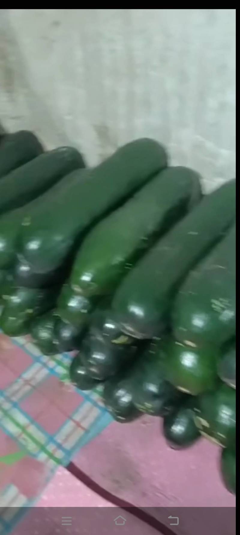 子弹头黑皮地冬瓜-基地直供-货源充足-保证质量