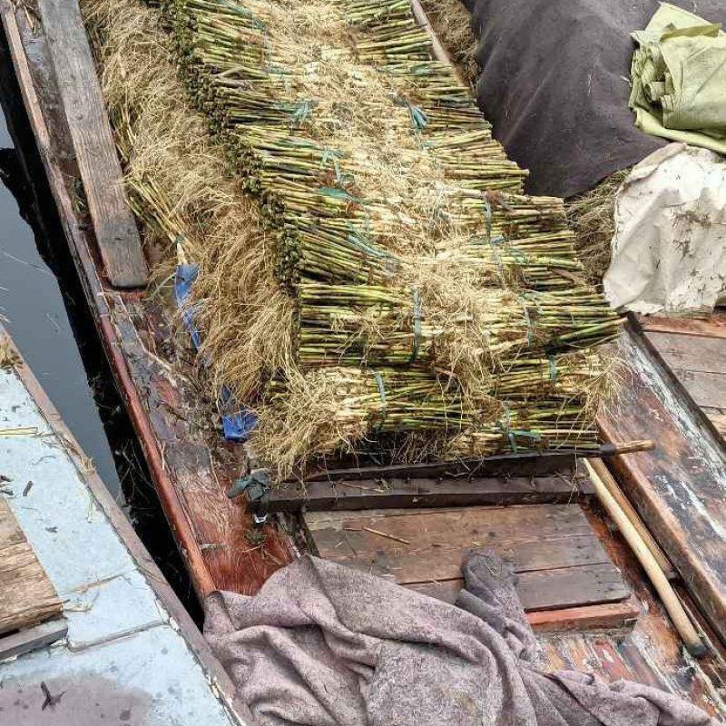 芦苇苗盆栽芦苇苗各种规格绿化工程专用保质保量