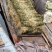 芦苇苗盆栽芦苇苗各种规格绿化工程专用保质保量