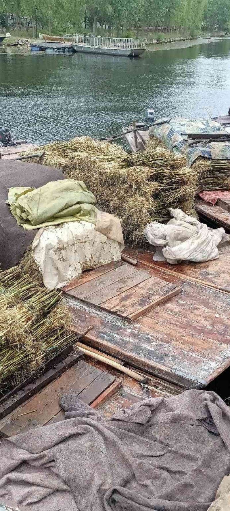 芦苇苗盆栽芦苇苗各种规格绿化工程专用保质保量