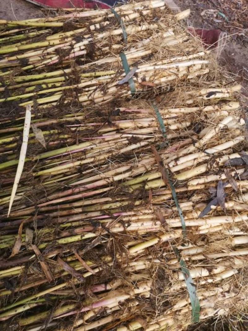 芦苇苗盆栽芦苇苗各种规格绿化工程专用保质保量