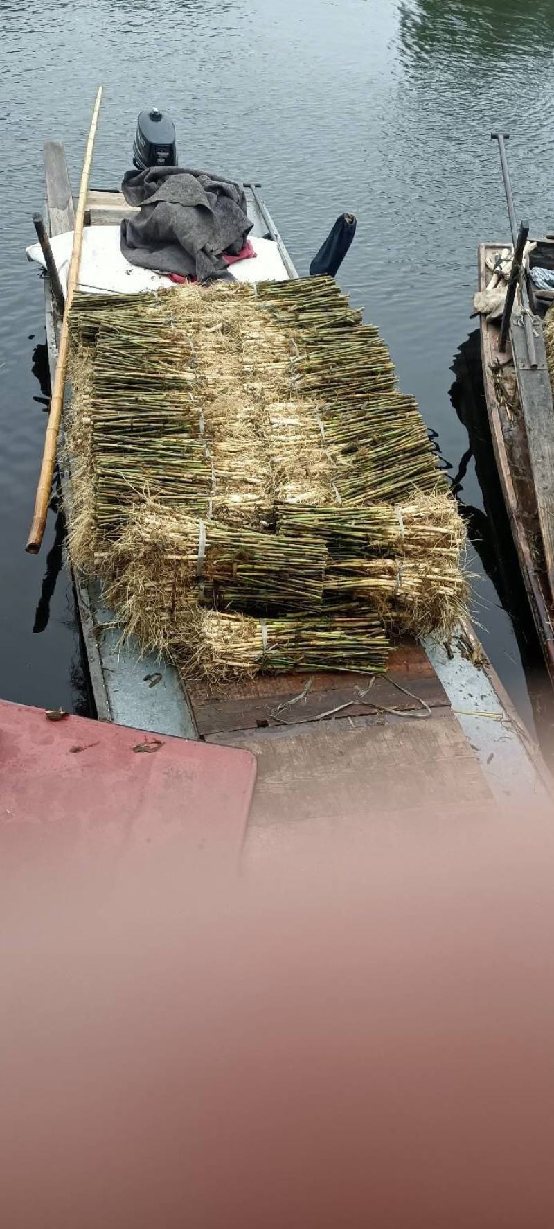 芦苇苗盆栽芦苇苗各种规格绿化工程专用保质保量