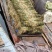 芦苇苗盆栽芦苇苗各种规格绿化工程专用保质保量