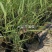 芦苇苗盆栽芦苇苗各种规格绿化工程专用保质保量