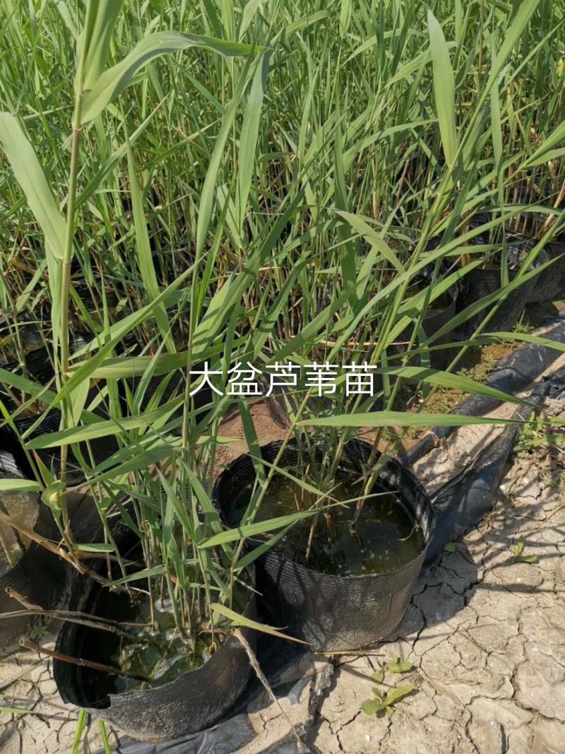 芦苇苗盆栽芦苇苗各种规格绿化工程专用保质保量