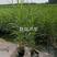 芦苇苗盆栽芦苇苗各种规格绿化工程专用保质保量
