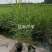 芦苇苗盆栽芦苇苗各种规格绿化工程专用保质保量