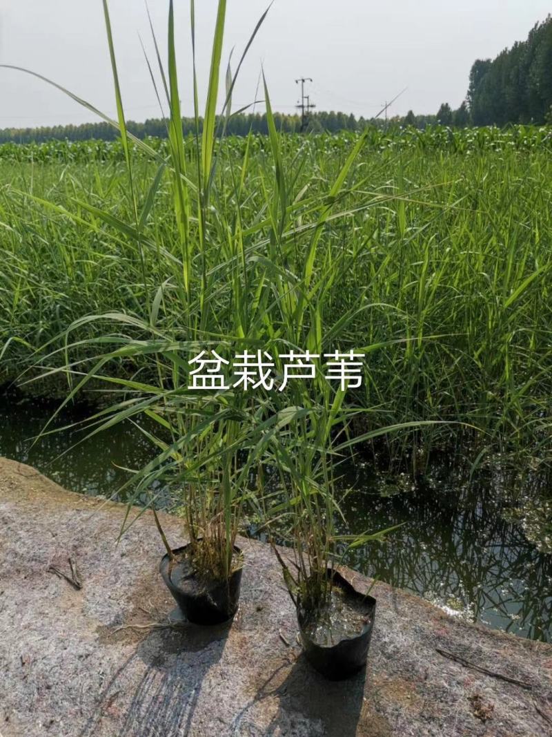 芦苇苗盆栽芦苇苗各种规格绿化工程专用保质保量