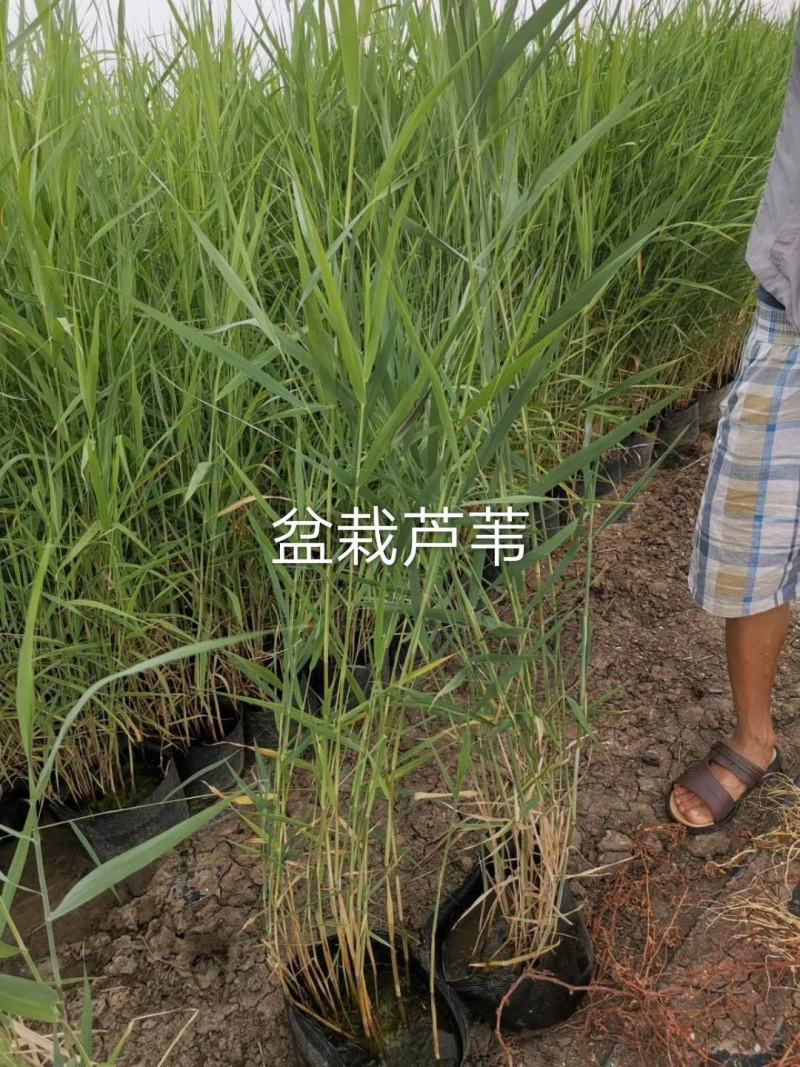 芦苇苗盆栽芦苇苗各种规格绿化工程专用保质保量