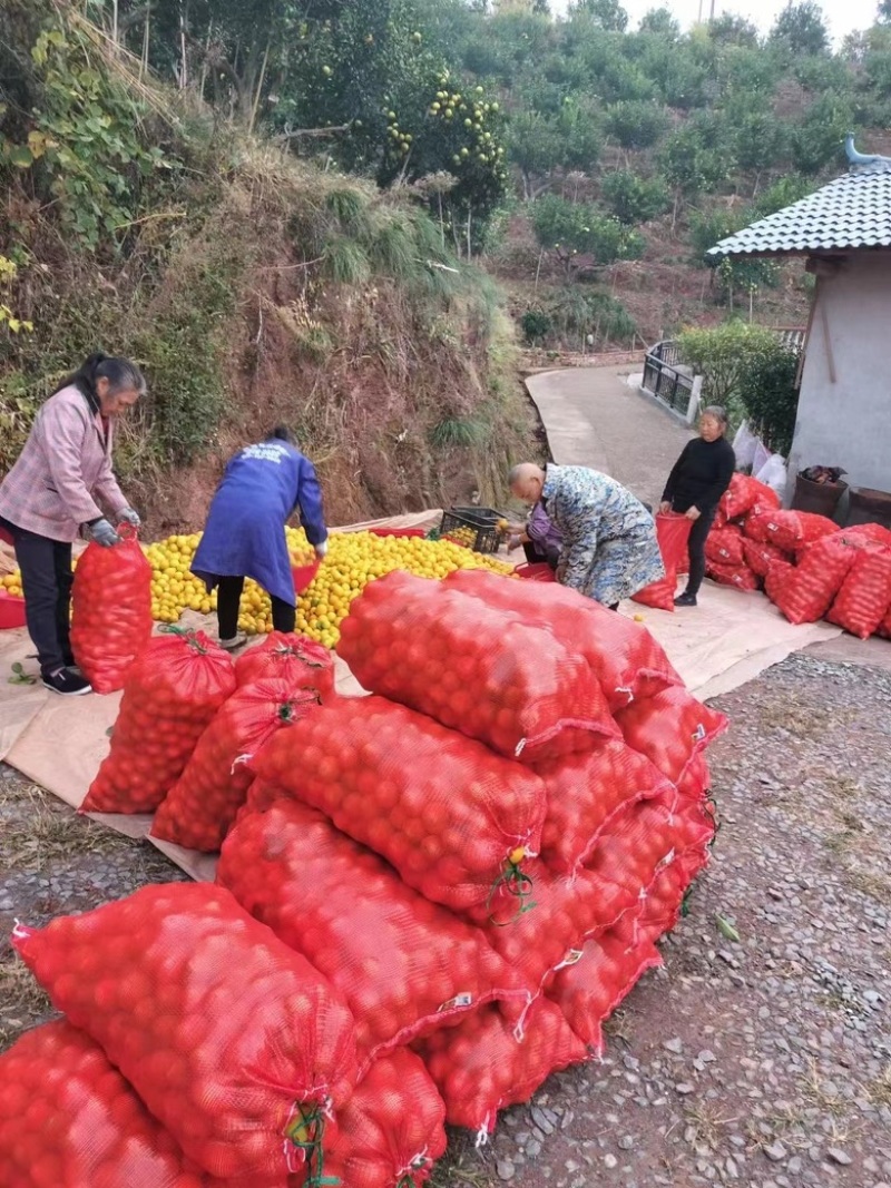 麻阳当季橙冰糖橙火爆销售中，新鲜出炉现摘现发