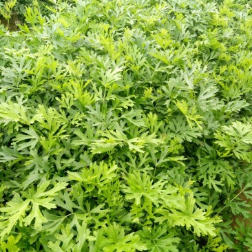 白头翁苗，东北优质白头翁种苗批发，