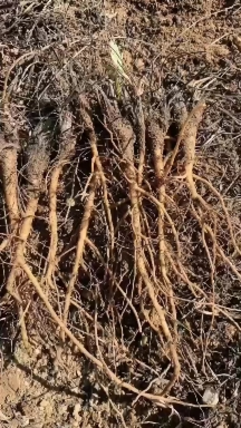 白头翁苗，东北优质白头翁种苗批发，