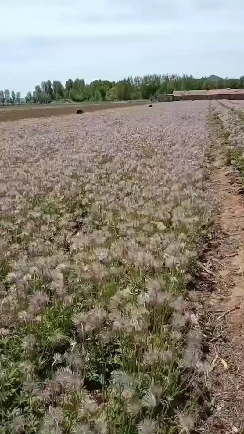 白头翁苗，东北优质白头翁种苗批发，