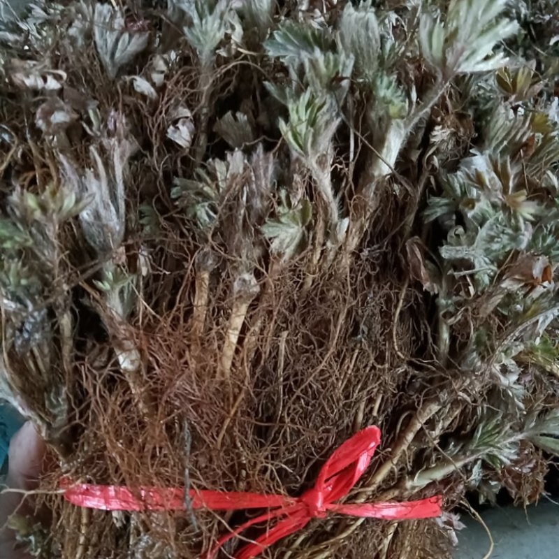 白头翁苗，东北优质白头翁种苗批发，