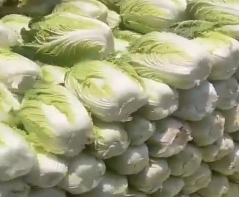 大白菜