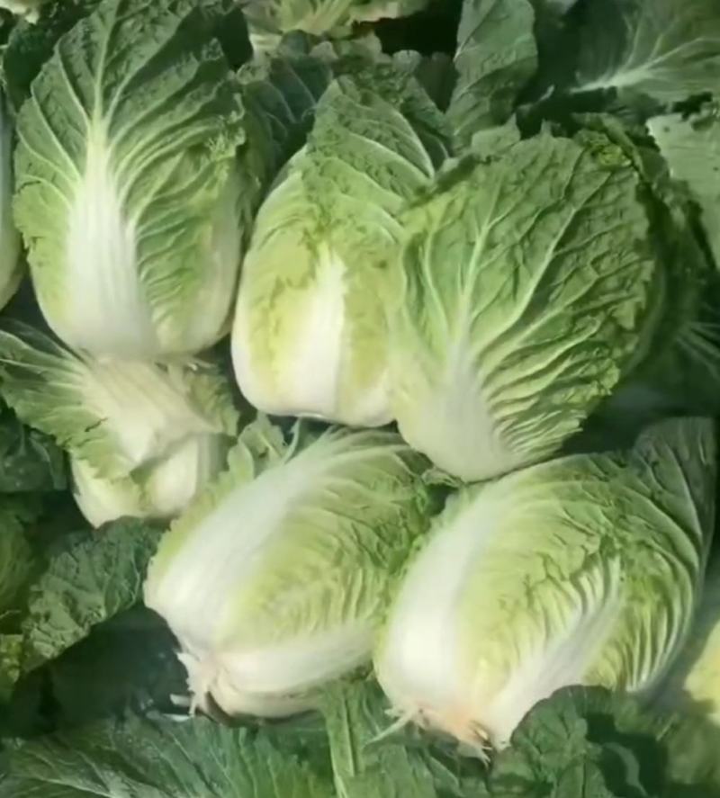 大白菜