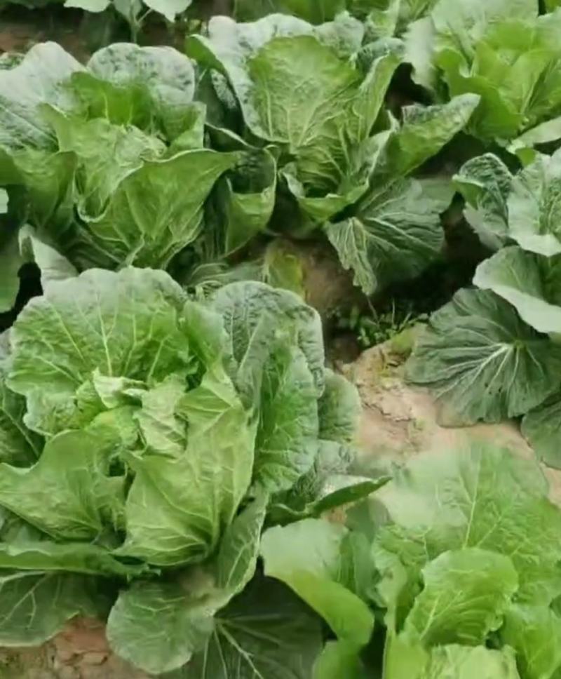 大白菜