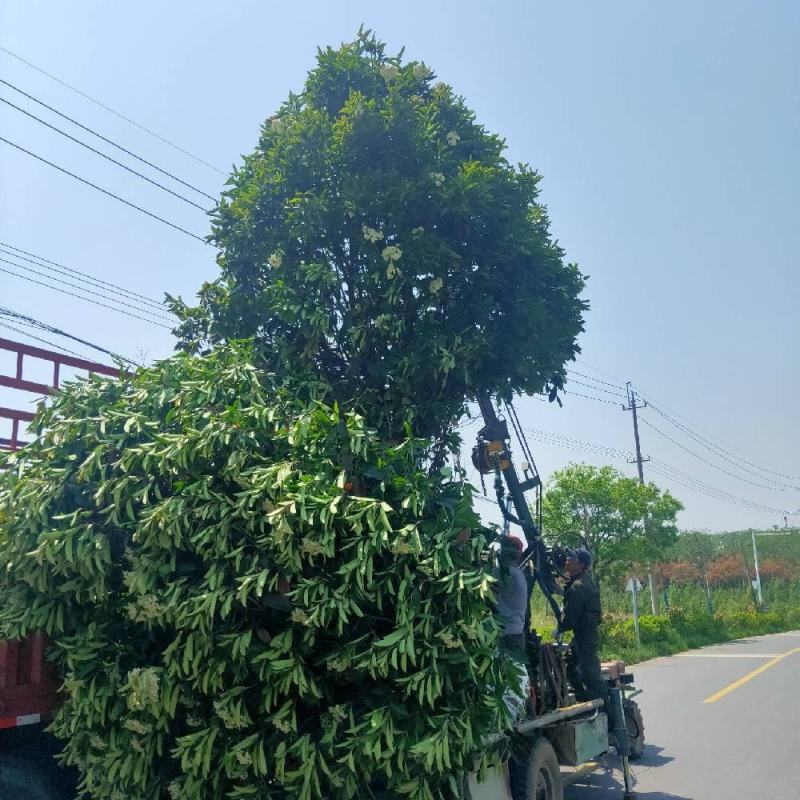 供应冠幅2米-4米中华石楠-本石楠-石楠树