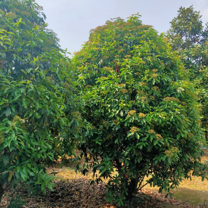 供应冠幅2米-4米中华石楠-本石楠-石楠树