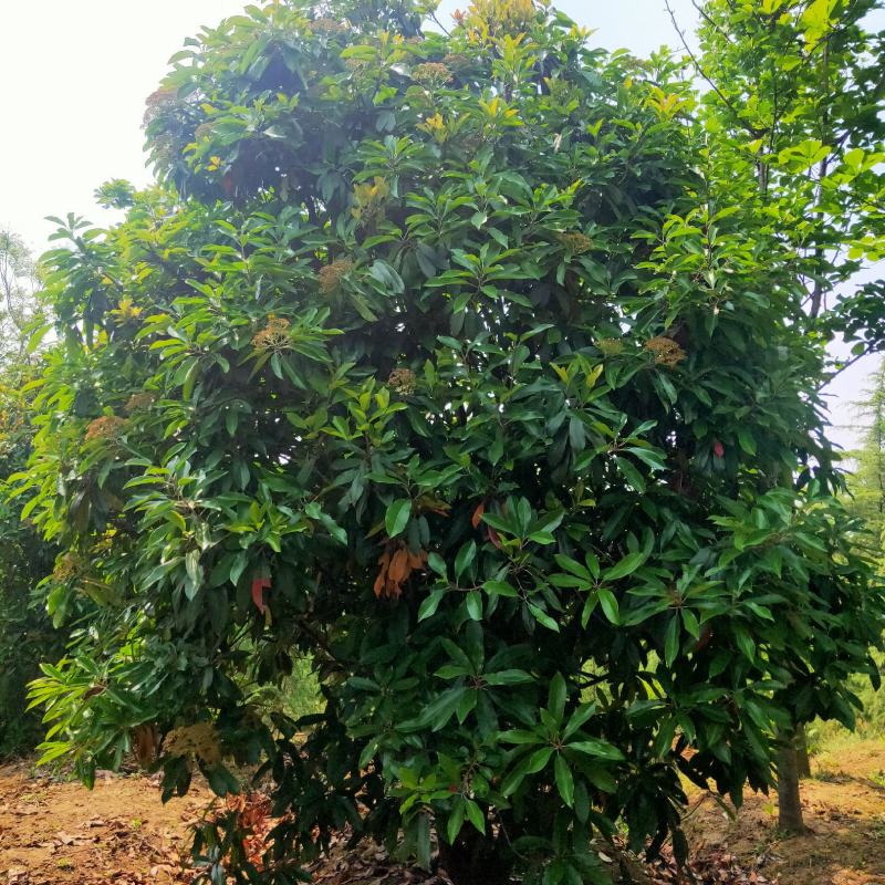 供应冠幅2米-4米中华石楠-本石楠-石楠树