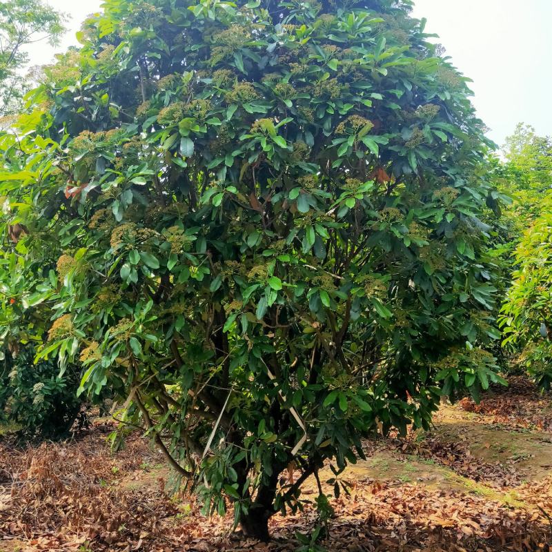 供应冠幅2米-4米中华石楠-本石楠-石楠树