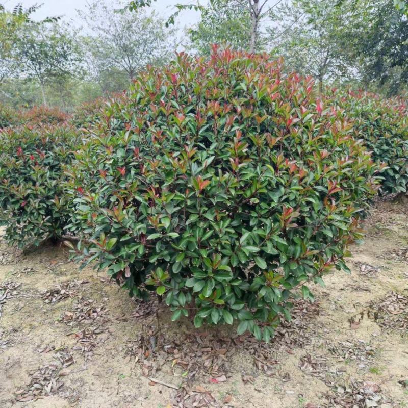 150红叶石楠球价格基地供应1米-3米红叶石楠球