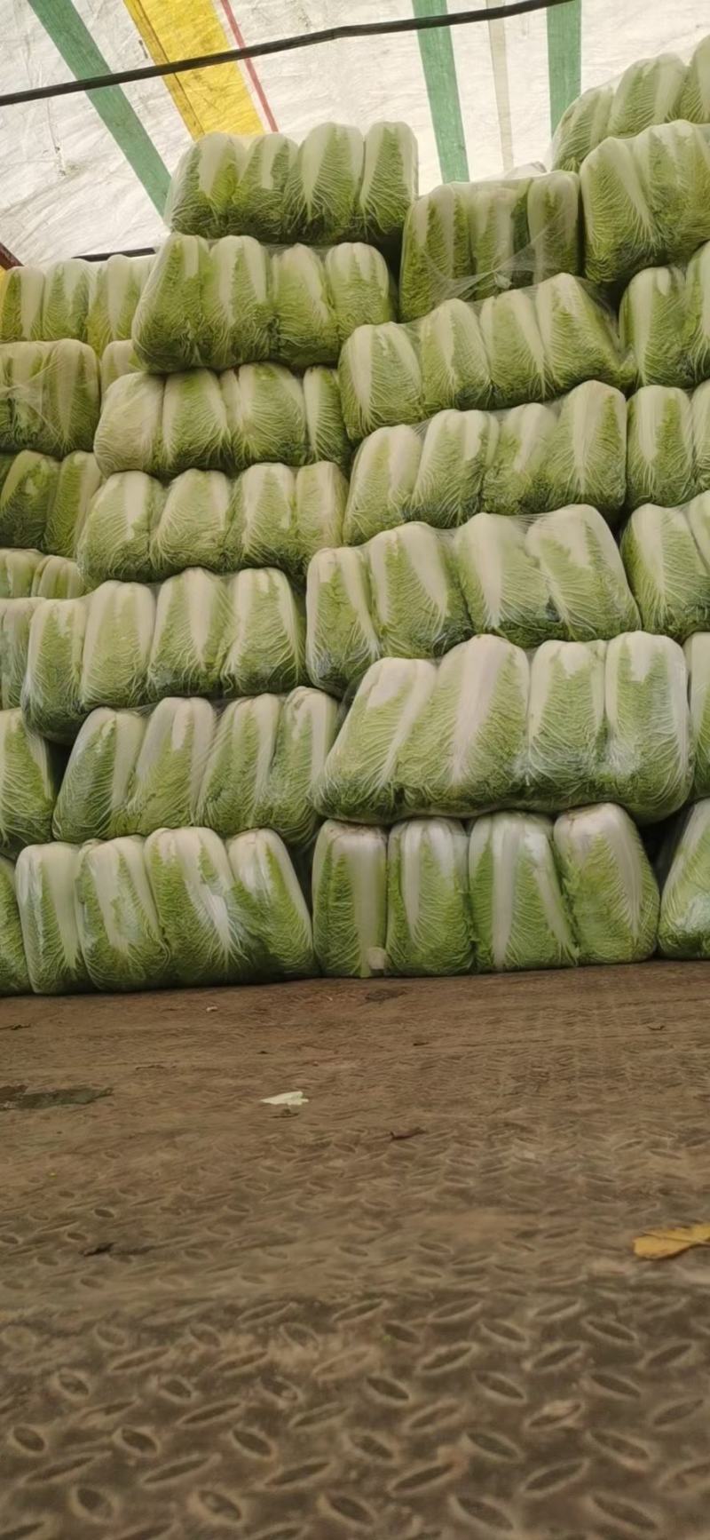 白菜，大量供应，品质保证，商超，加工厂货大量供应，，