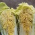 白菜，大量供应，品质保证，商超，加工厂货大量供应，，